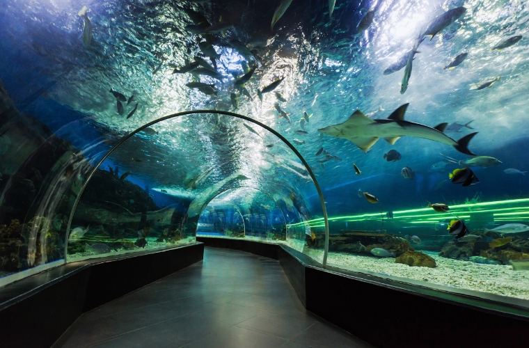 Visit Now & Experience the Manila Ocean Park Top Attractions