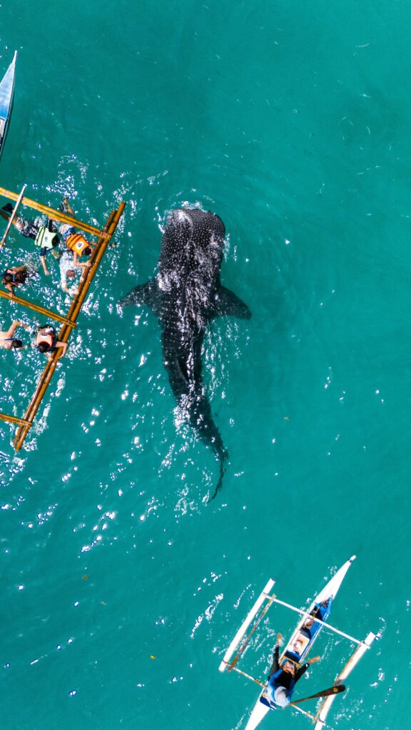 Cebu-Pacific-Cebu-whale